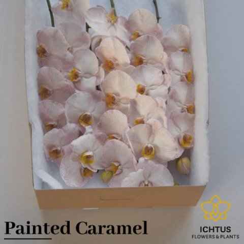 Срезанные цветы оптом Phalaenopsis paint caramel от 10шт из Голландии с доставкой по России