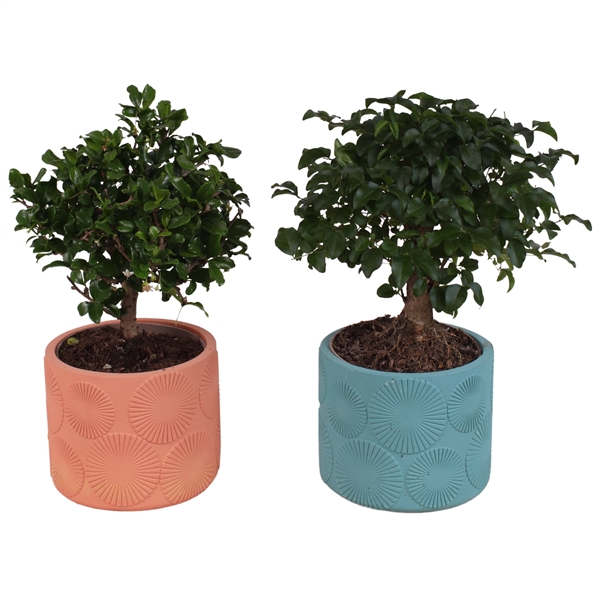 Горшечные цветы и растения оптом Bonsai Indoor Mix Ø12cm Ball Shape In Ø14cm Cerami от 6шт из Голландии с доставкой по России