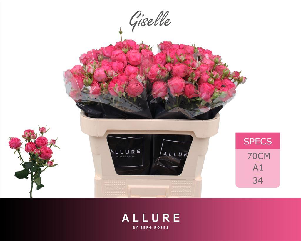Срезанные цветы оптом Rosa spray giselle! от 25шт из Голландии с доставкой по России