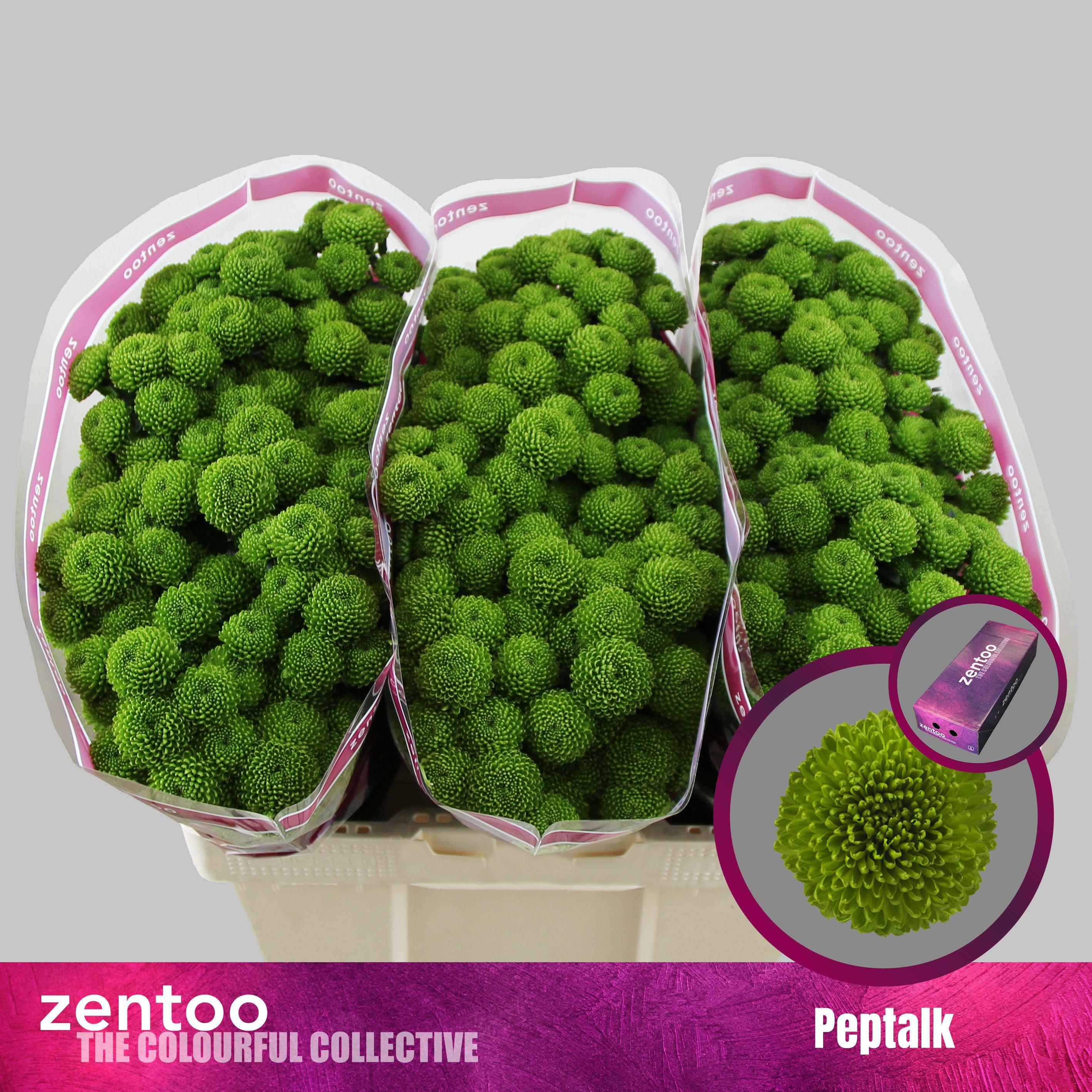 Срезанные цветы оптом Chrys sa peptalk от 225шт из Голландии с доставкой по России