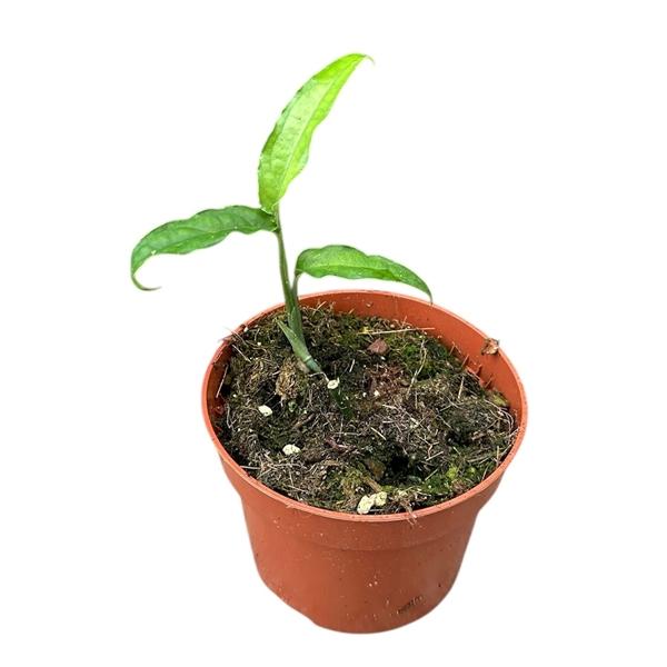 Горшечные цветы и растения оптом Monstera Obliqua Yasuni от 1шт из Голландии с доставкой по России