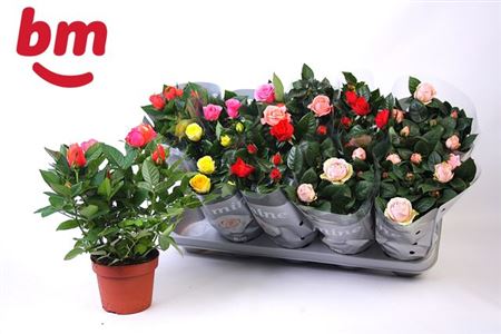 Горшечные цветы и растения оптом Rosa Beau Monde Mix от 10шт из Голландии с доставкой по России