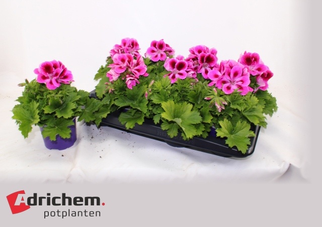 Горшечные цветы и растения оптом Pel Gr Elegance Loes от 8шт из Голландии с доставкой по России