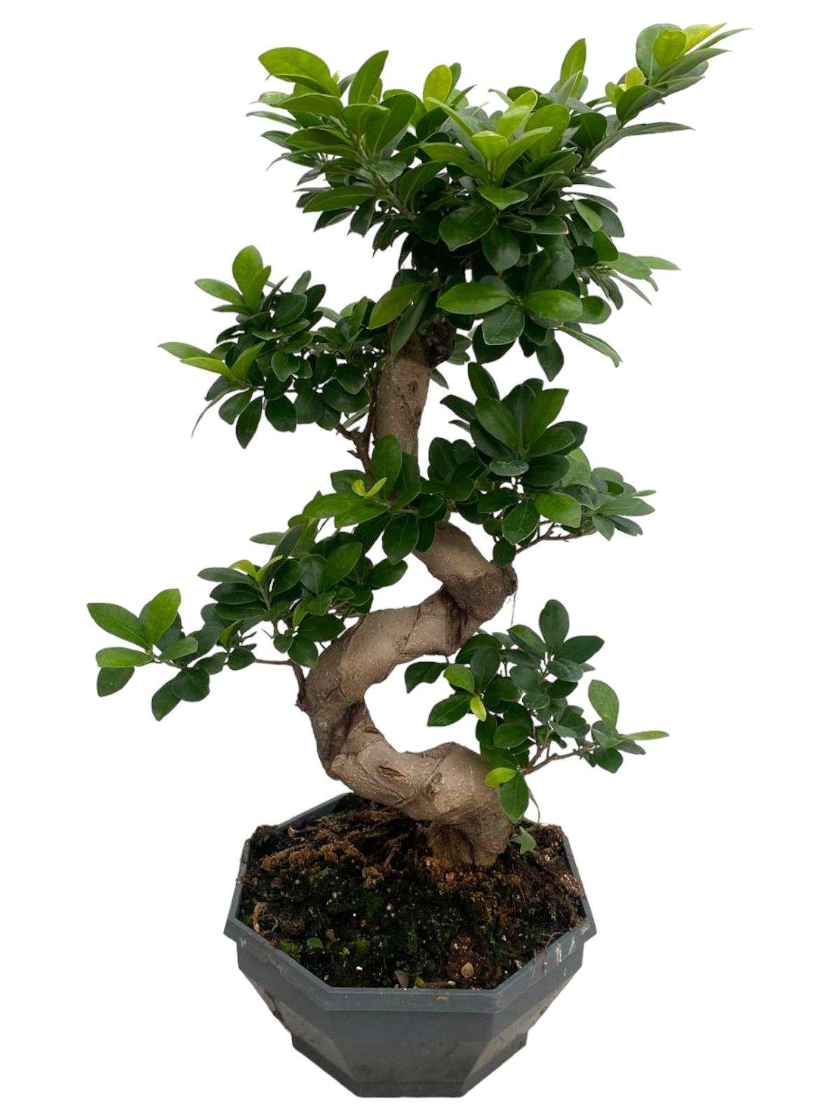Горшечные цветы и растения оптом Ficus Ginseng S-type от 1шт из Голландии с доставкой по России