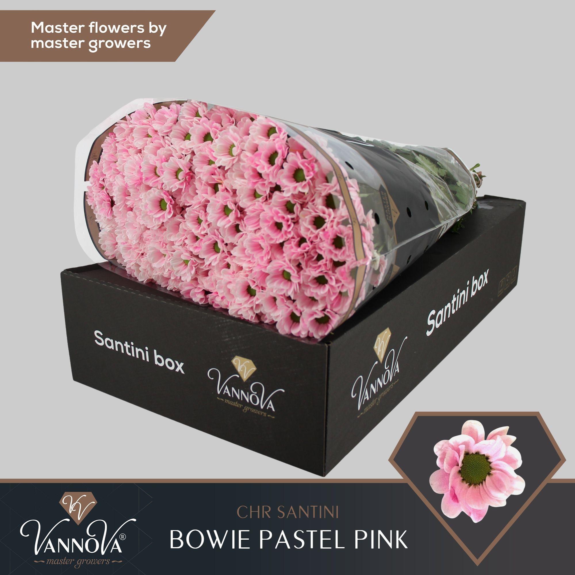 Срезанные цветы оптом Chrys sa paint bowie pastel pink от 25шт из Голландии с доставкой по России