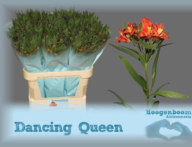 Срезанные цветы оптом Alstroemeria dancing queen от 50шт из Голландии с доставкой по России