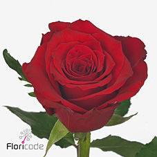 Срезанные цветы оптом Rosa large red torch от 80шт. из Голландии с доставкой по России