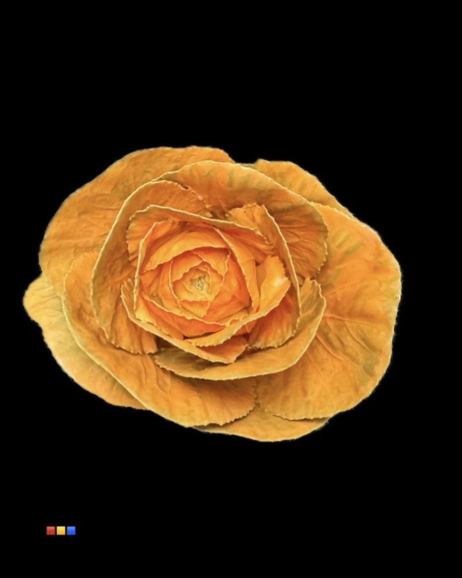 Срезанные цветы оптом Brassica paint orange от 20шт из Голландии с доставкой по России