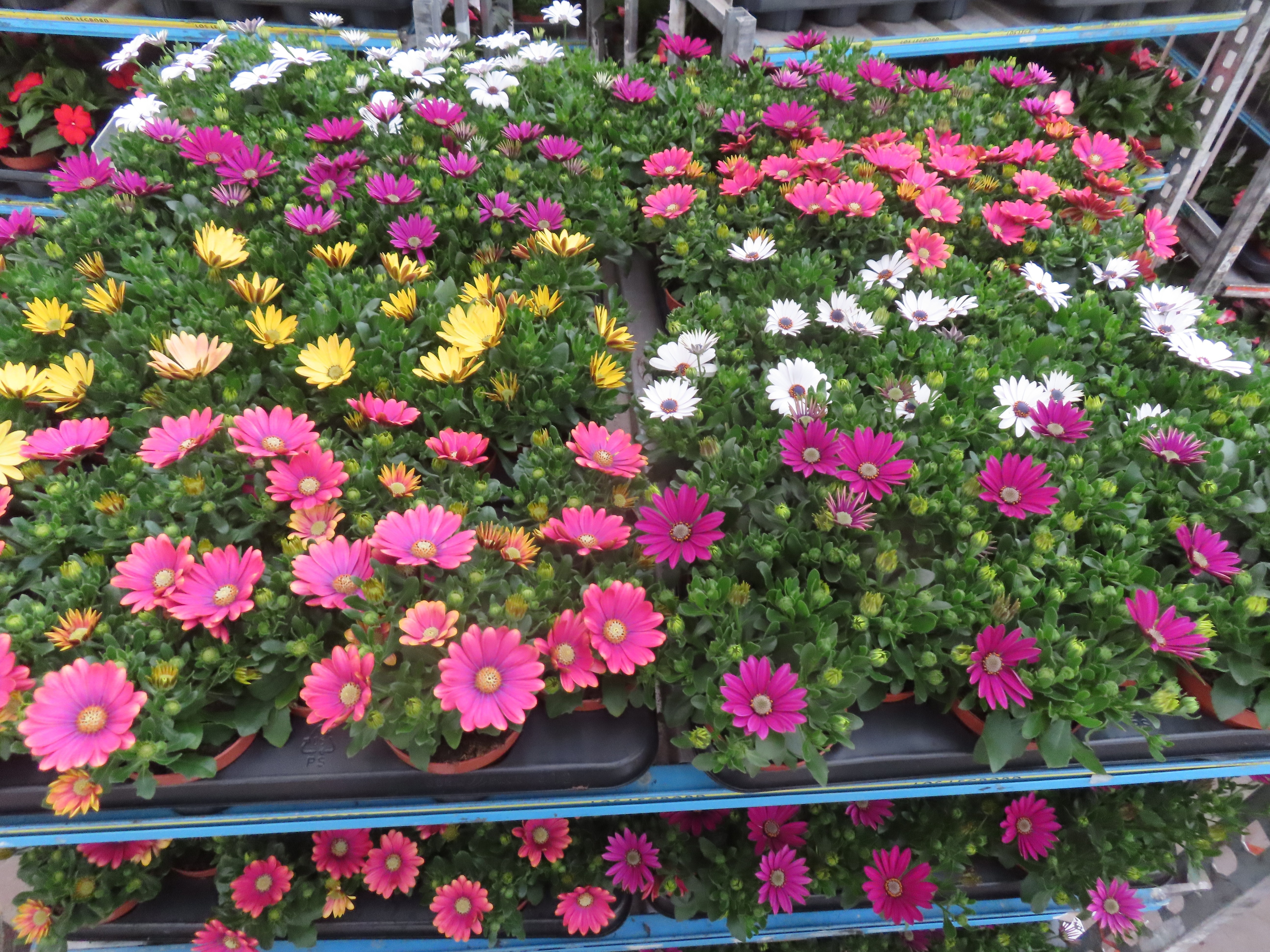 Горшечные цветы и растения оптом Osteo Mixk от 12шт из Голландии с доставкой по России