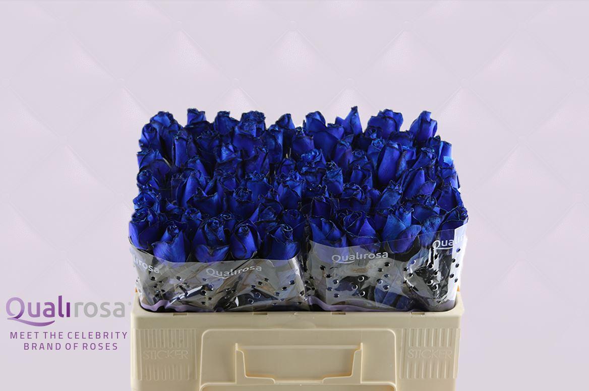 Срезанные цветы оптом Rosa large other (klok 08) от 330шт из Голландии с доставкой по России