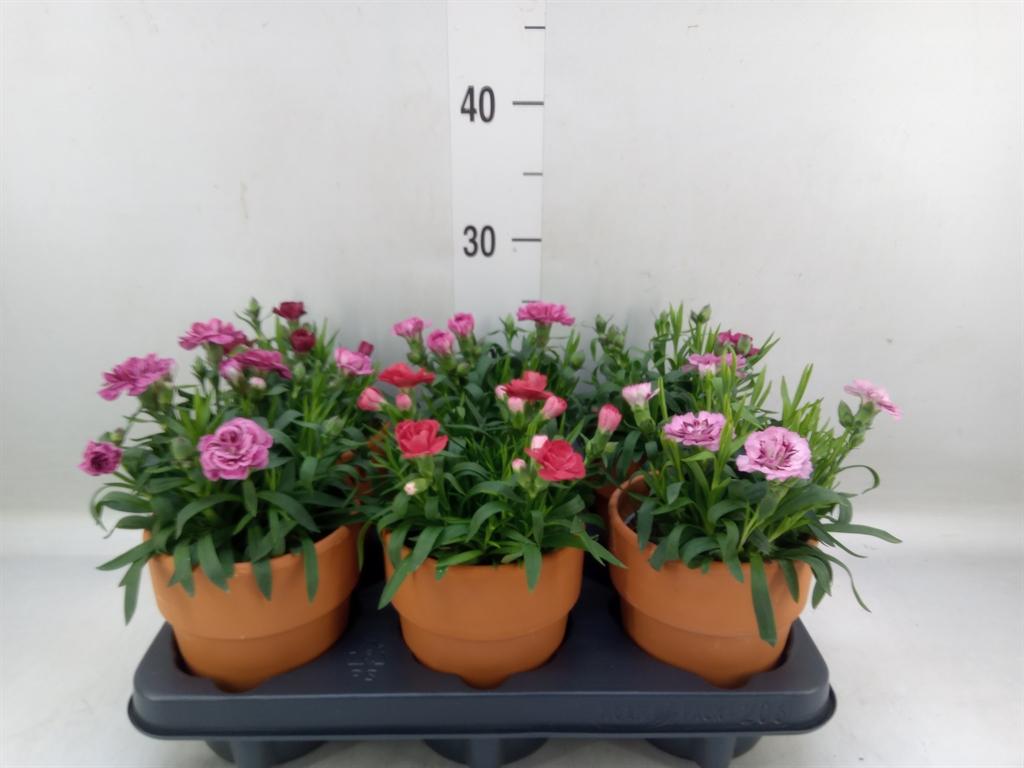 Горшечные цветы и растения оптом Dianthus   ... от 6шт из Голландии с доставкой по России