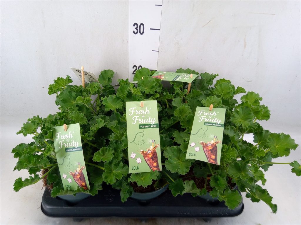 Горшечные цветы и растения оптом Pelargonium   ...mix Smelling от 6шт из Голландии с доставкой по России