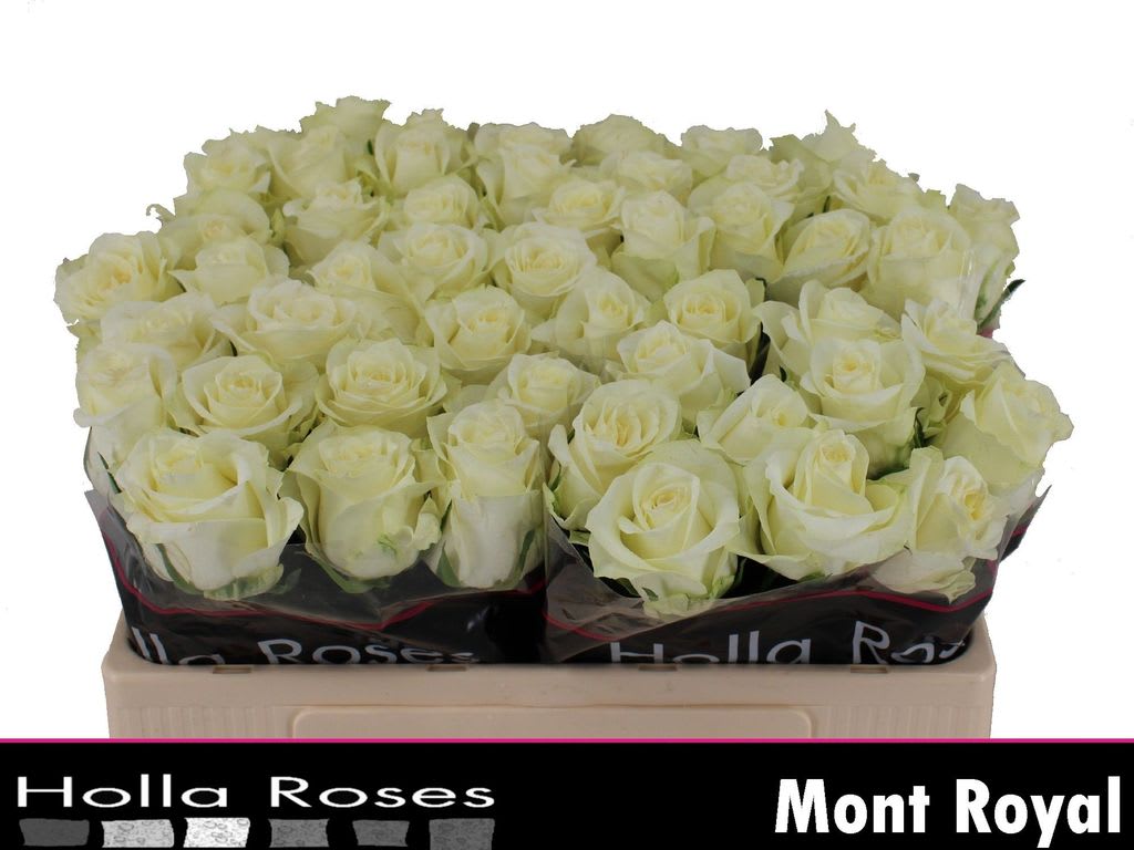 Срезанные цветы оптом Rosa large mont royal от 60шт из Голландии с доставкой по России