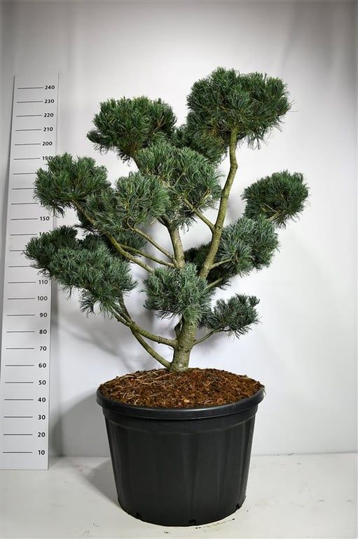Горшечные цветы и растения оптом Pinus Parv Glauca от 1шт из Голландии с доставкой по России