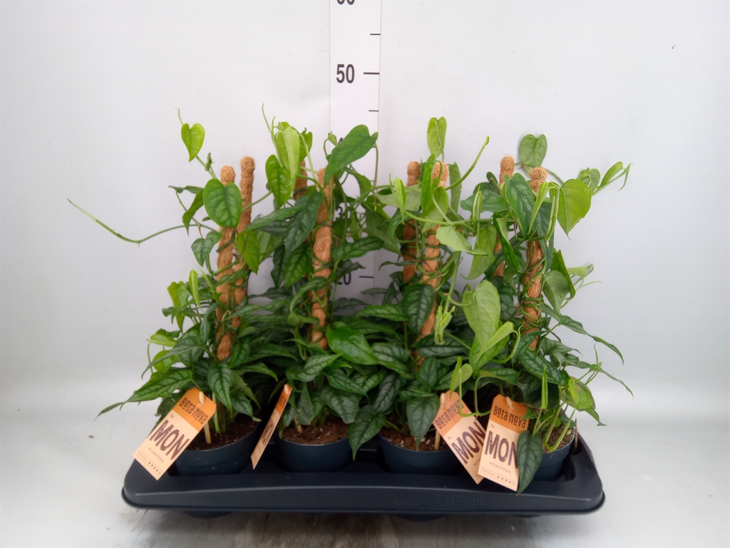 Горшечные цветы и растения оптом Monstera Siltepecana от 8шт из Голландии с доставкой по России