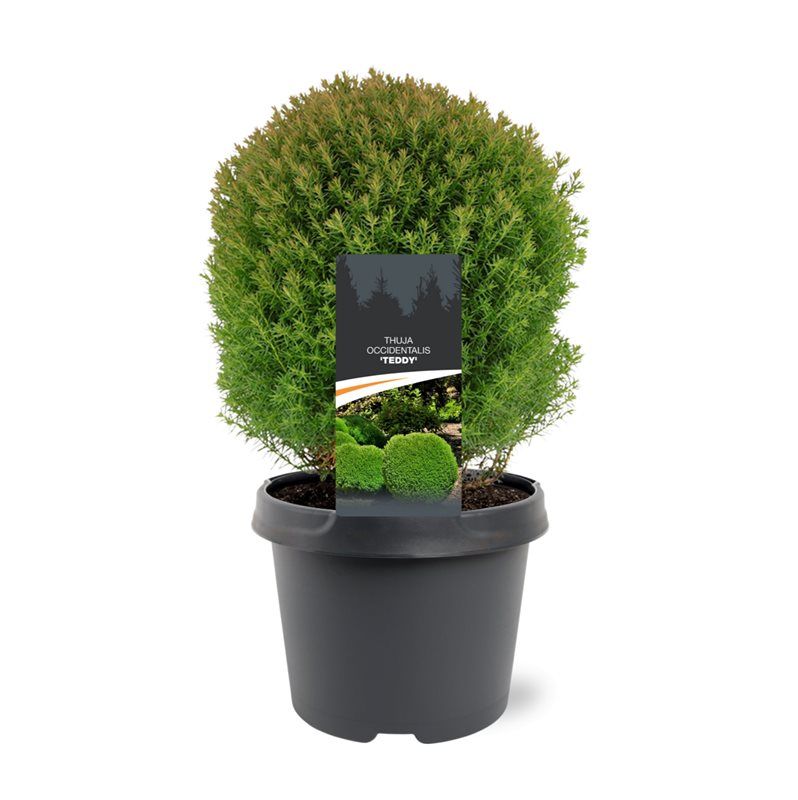 Горшечные цветы и растения оптом Thuja Occ Teddy от 1шт из Голландии с доставкой по России