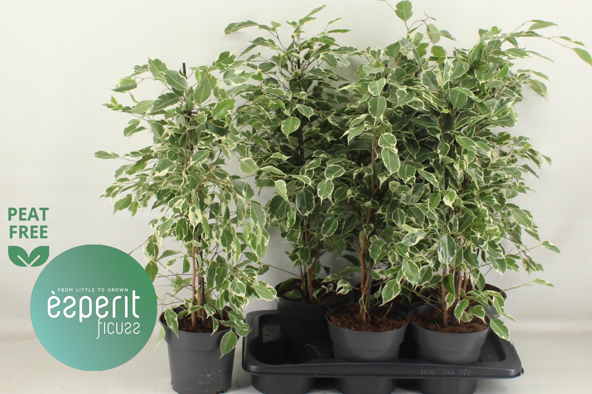 Горшечные цветы и растения оптом Fic Be Twilight от 6шт из Голландии с доставкой по России