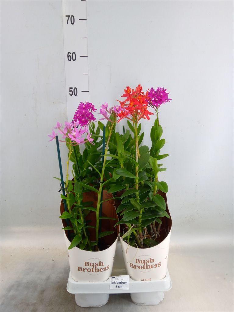 Горшечные цветы и растения оптом Epidendrum   ... от 4шт из Голландии с доставкой по России