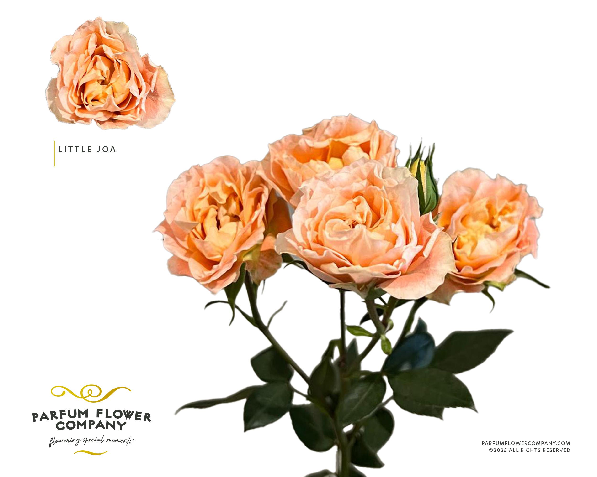 Срезанные цветы оптом Rosa spray little joa от 24шт из Голландии с доставкой по России