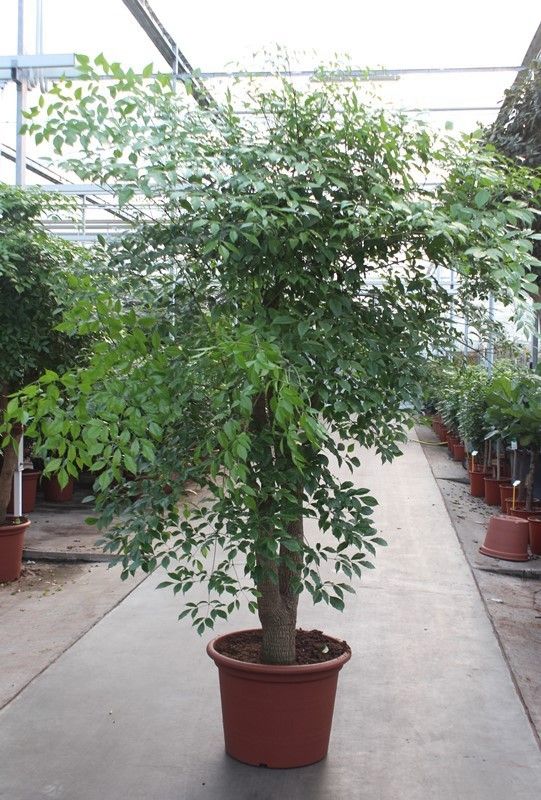 Горшечные цветы и растения оптом Heteropanax Chinensis от 1шт из Голландии с доставкой по России