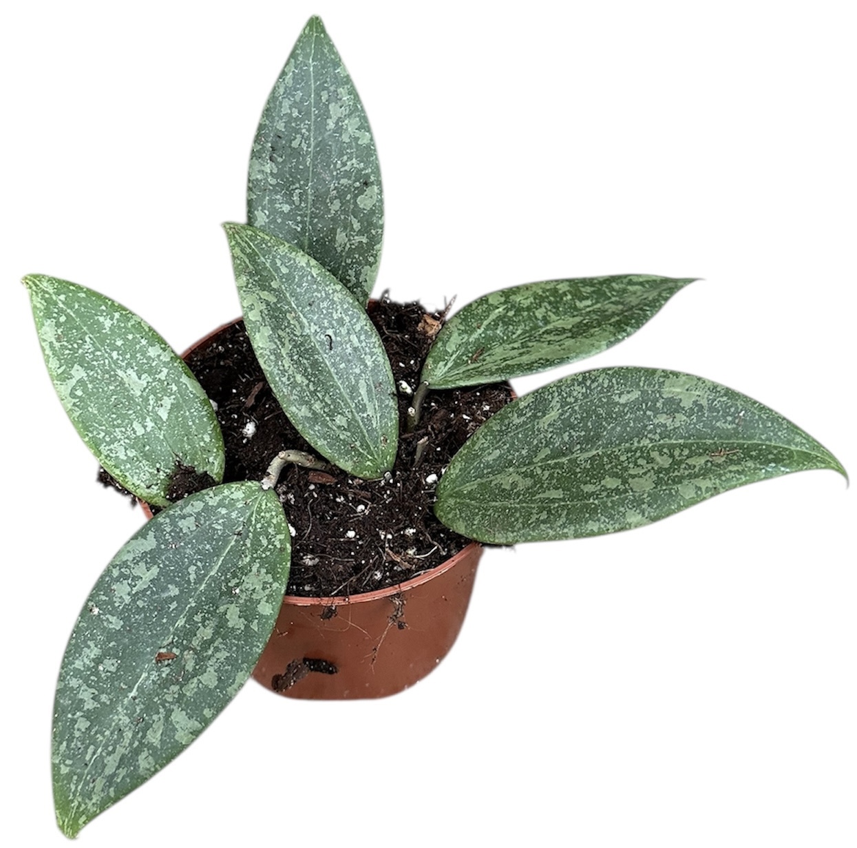 Горшечные цветы и растения оптом Hoya Wibergiae от 1шт из Голландии с доставкой по России