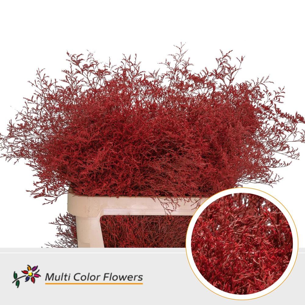 Срезанные цветы оптом Limonium beltlaard paint red от 25шт из Голландии с доставкой по России