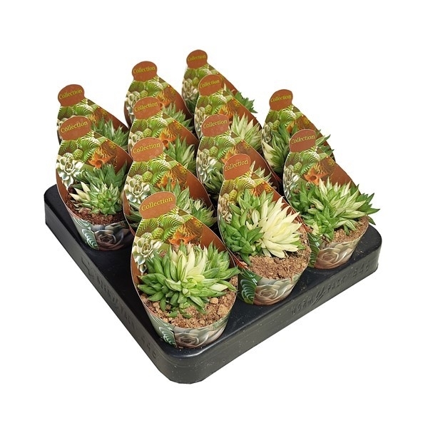 Горшечные цветы и растения оптом Haworthia Marumiana Variegata Potcover от 12шт из Голландии с доставкой по России