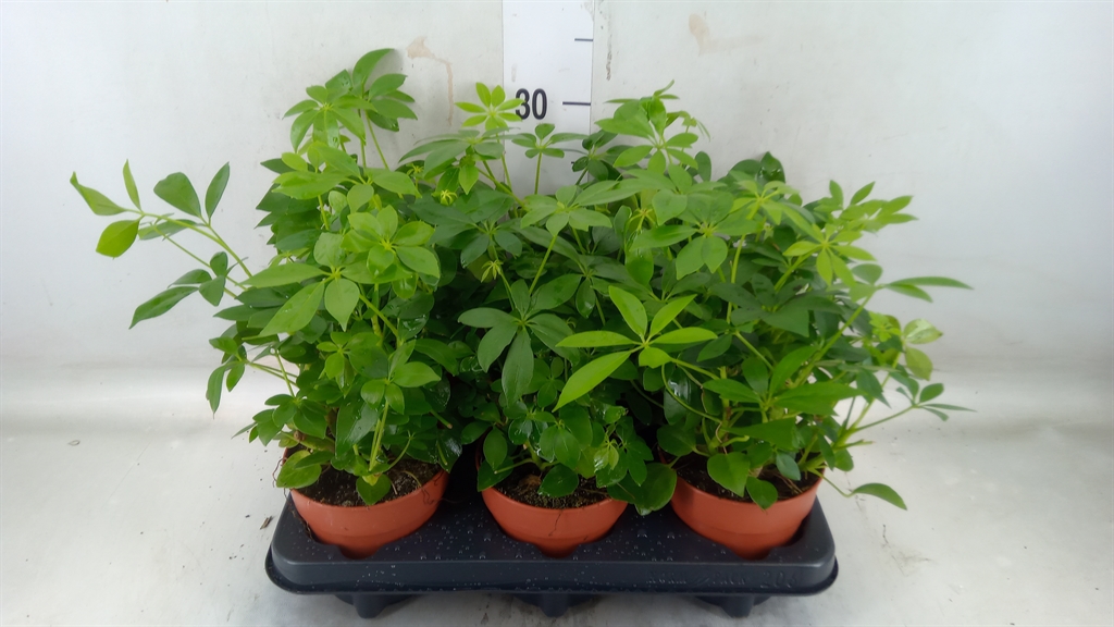 Горшечные цветы и растения оптом Schefflera Arbor.   ... от 6шт из Голландии с доставкой по России