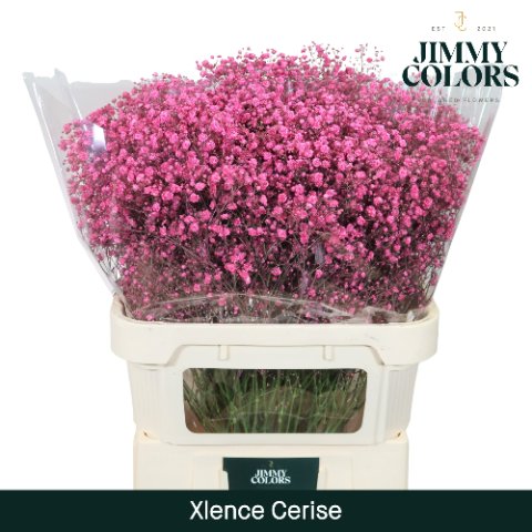 Срезанные цветы оптом Gyps large paint cerise от 25шт из Голландии с доставкой по России