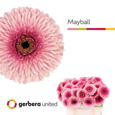 Срезанные цветы оптом Gerbera pomponi mayball от 40шт. из Голландии с доставкой по России