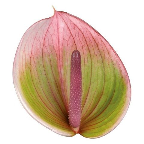 Срезанные цветы оптом Anthurium peruzzi от 24шт из Голландии с доставкой по России
