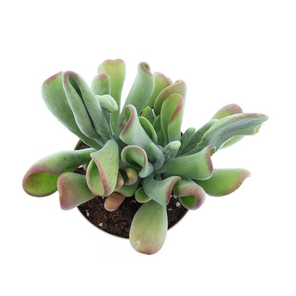 Горшечные цветы и растения оптом Kalanchoe Oricula от 3шт из Голландии с доставкой по России