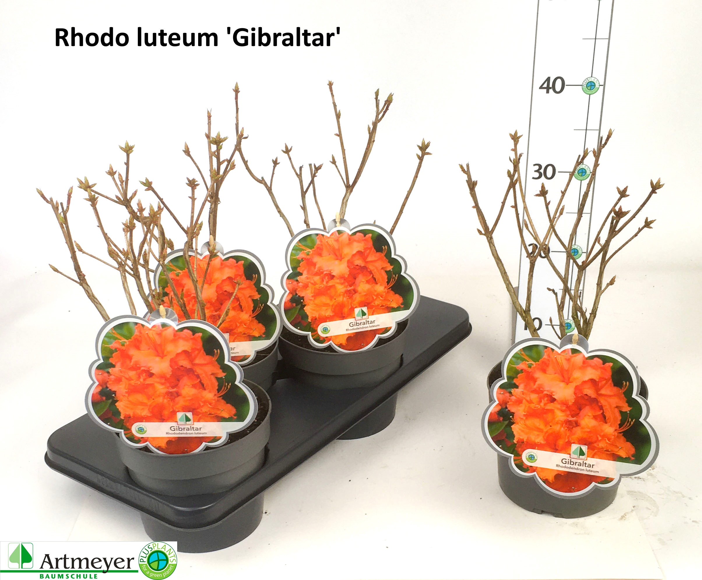 Горшечные цветы и растения оптом Rhod Luteum от 4шт из Голландии с доставкой по России