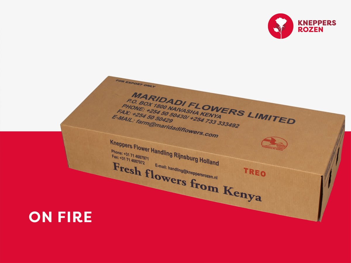 Срезанные цветы оптом Rosa large on fire от 300шт из Голландии с доставкой по России