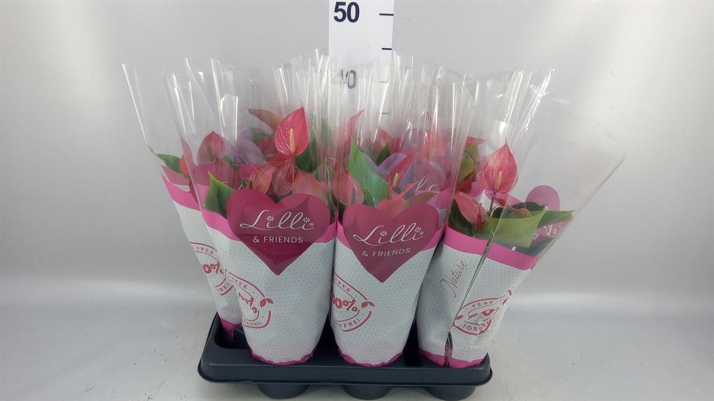 Горшечные цветы и растения оптом Anthurium banderola Roja от 9шт из Голландии с доставкой по России