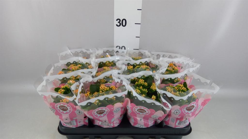 Горшечные цветы и растения оптом Kalanchoe Blos. signal от 12шт (для телеги) из Голландии с доставкой по России