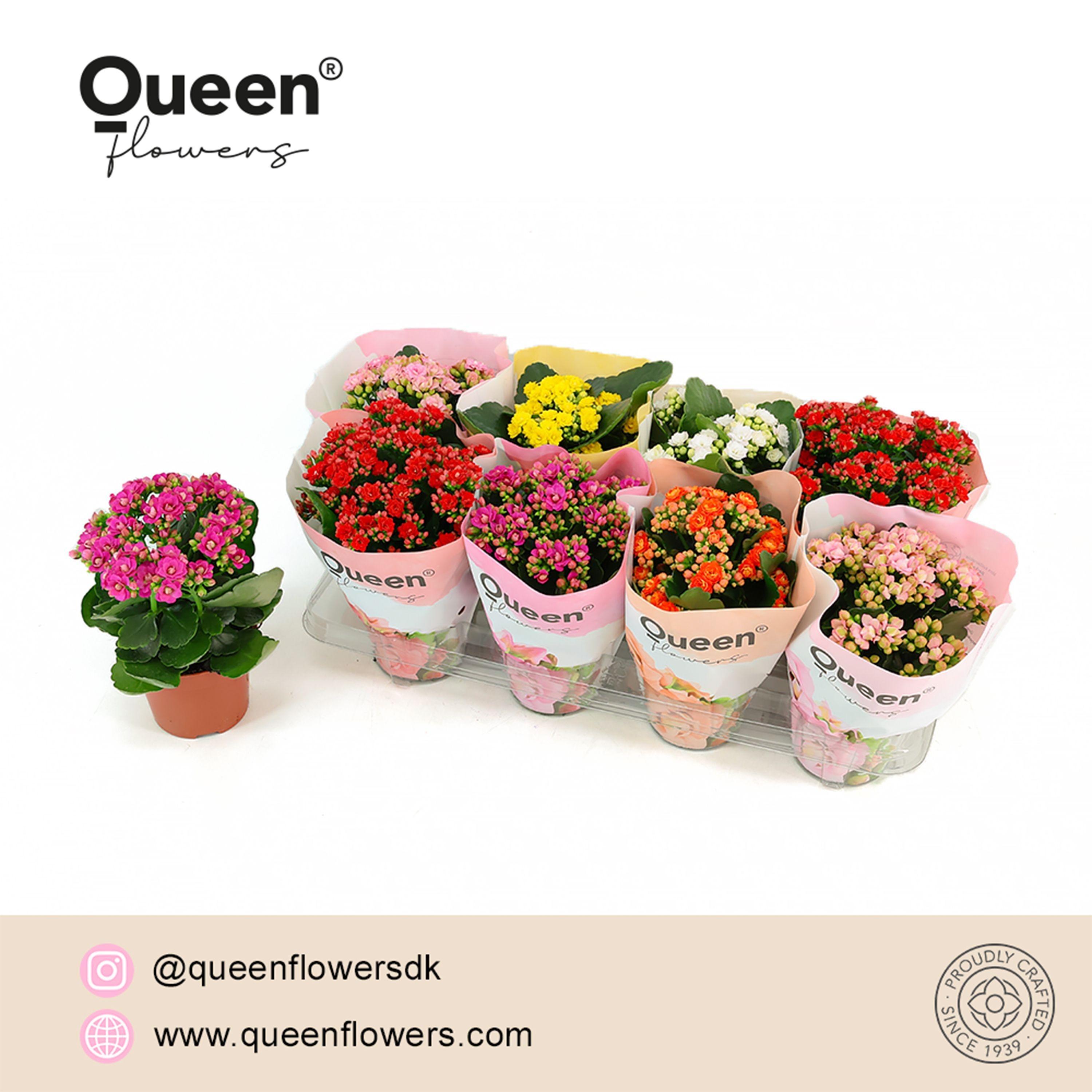 Горшечные цветы и растения оптом Kalanchoe Double Grandiflora Mix от 8шт из Голландии с доставкой по России