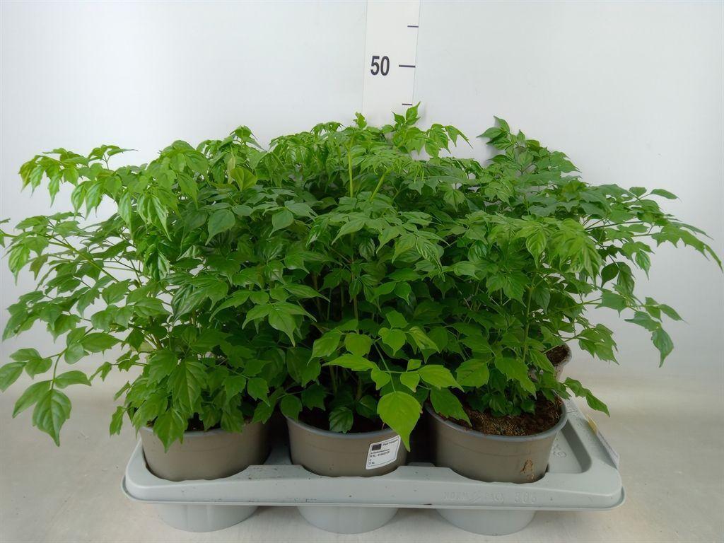 Горшечные цветы и растения оптом Radermachera Sinica от 6шт из Голландии с доставкой по России