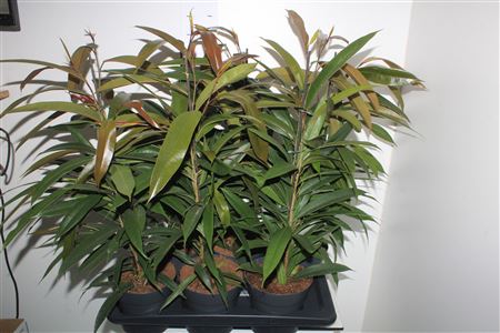 Горшечные цветы и растения оптом Fic Bin Amstel King от 6шт из Голландии с доставкой по России