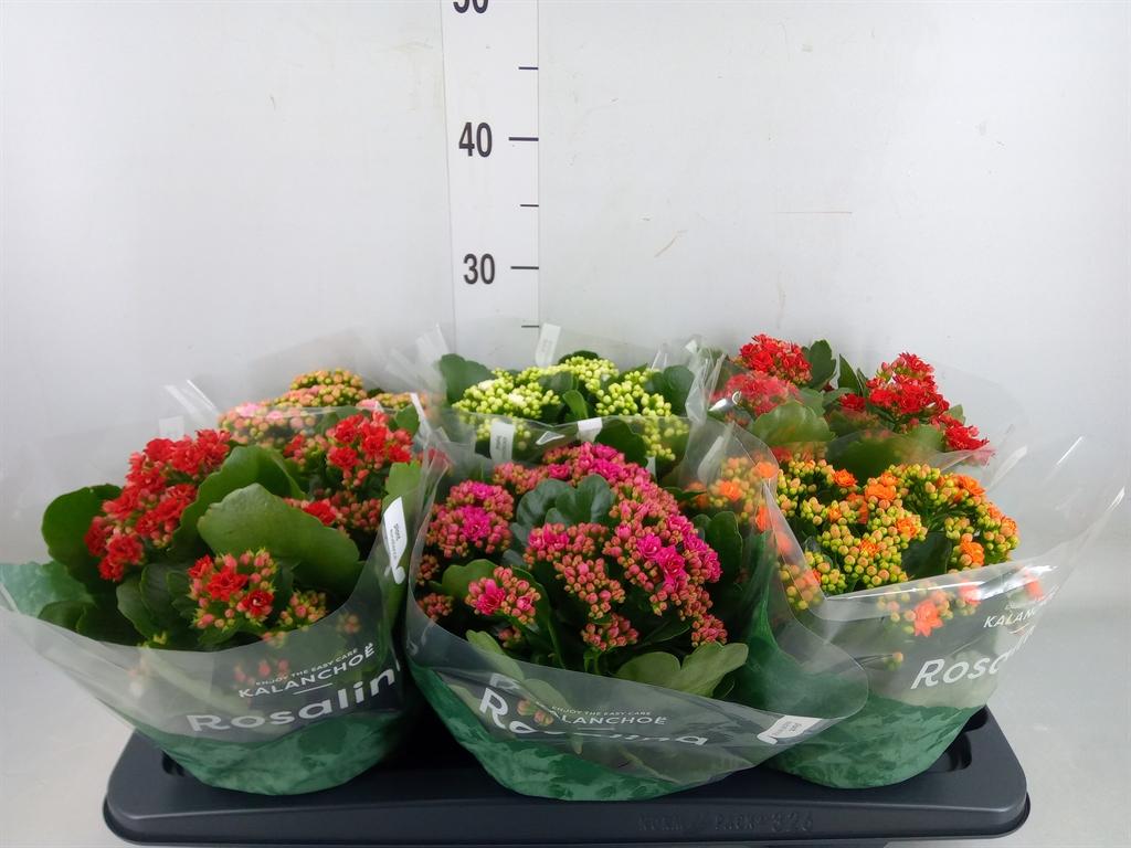 Горшечные цветы и растения оптом Kal Ros Mix от 6шт из Голландии с доставкой по России