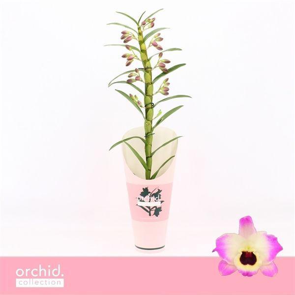 Горшечные цветы и растения оптом Dendr Nob 1st Sunny Eyes Orchid Collection от 6шт из Голландии с доставкой по России