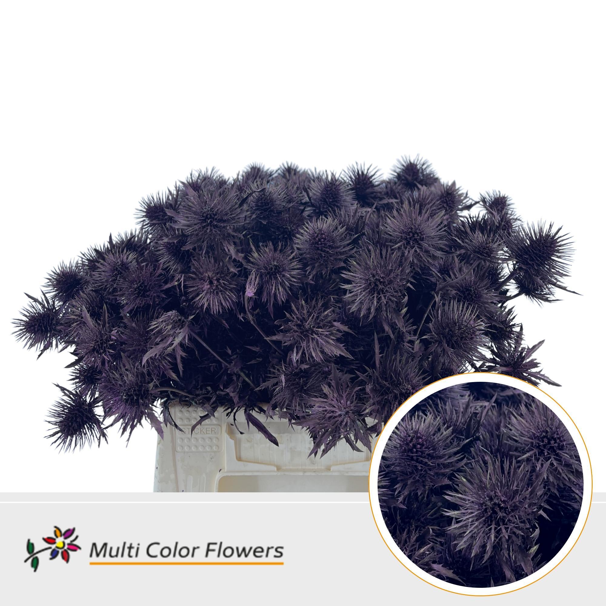 Срезанные цветы оптом Eryngium paint metallic bordeaux от 60шт из Голландии с доставкой по России