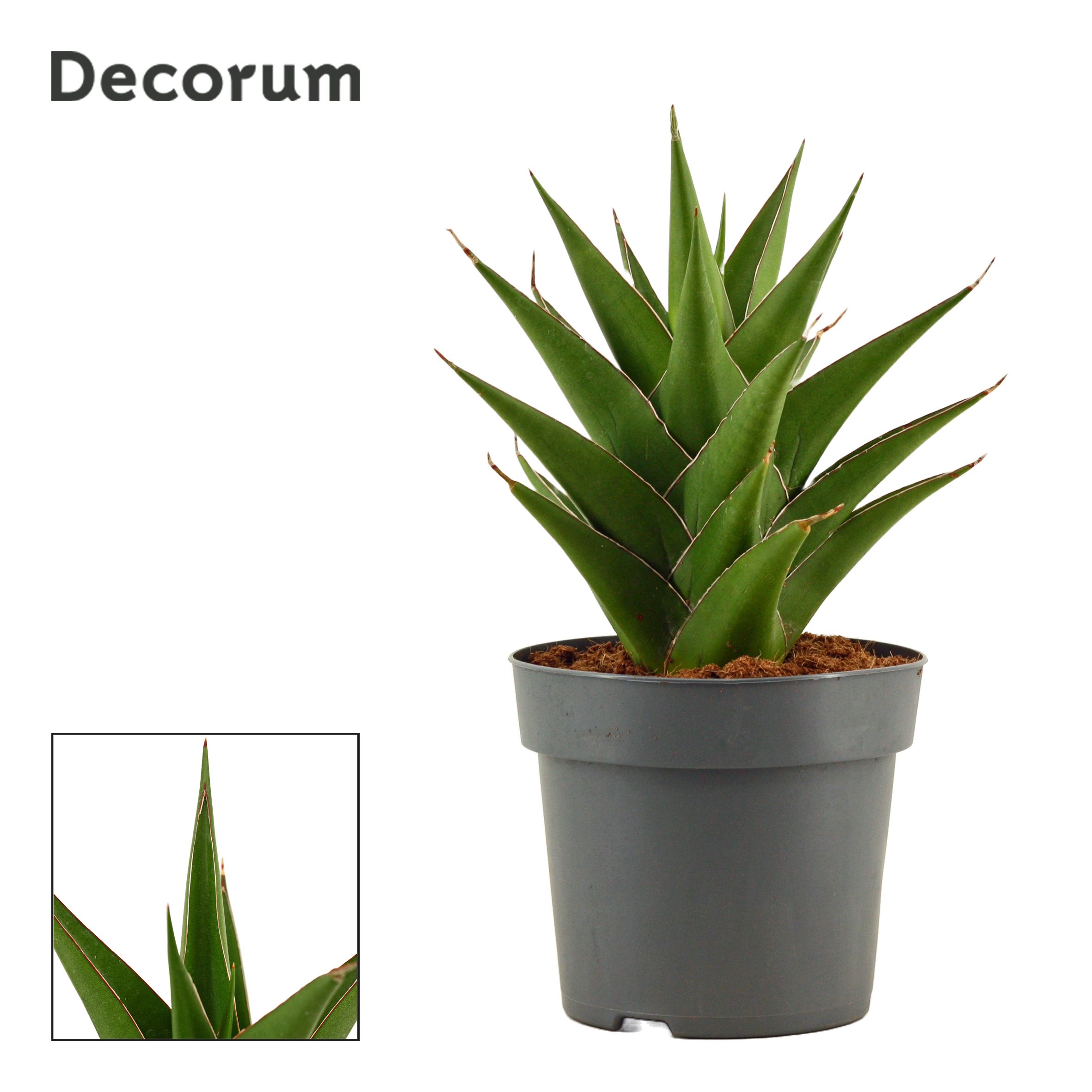Горшечные цветы и растения оптом Sansevieria Temple Crown (dec) от 7шт из Голландии с доставкой по России