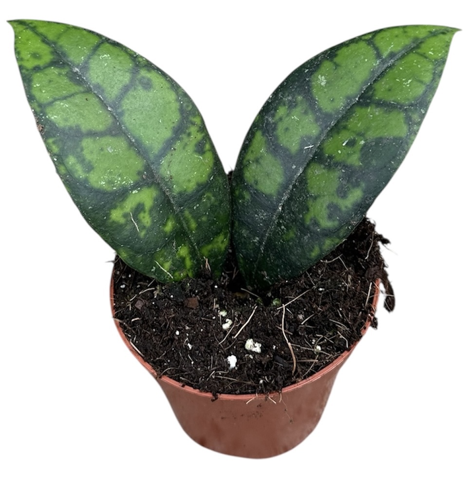 Горшечные цветы и растения оптом Hoya Black Cat от 1шт (для телеги) из Голландии с доставкой по России