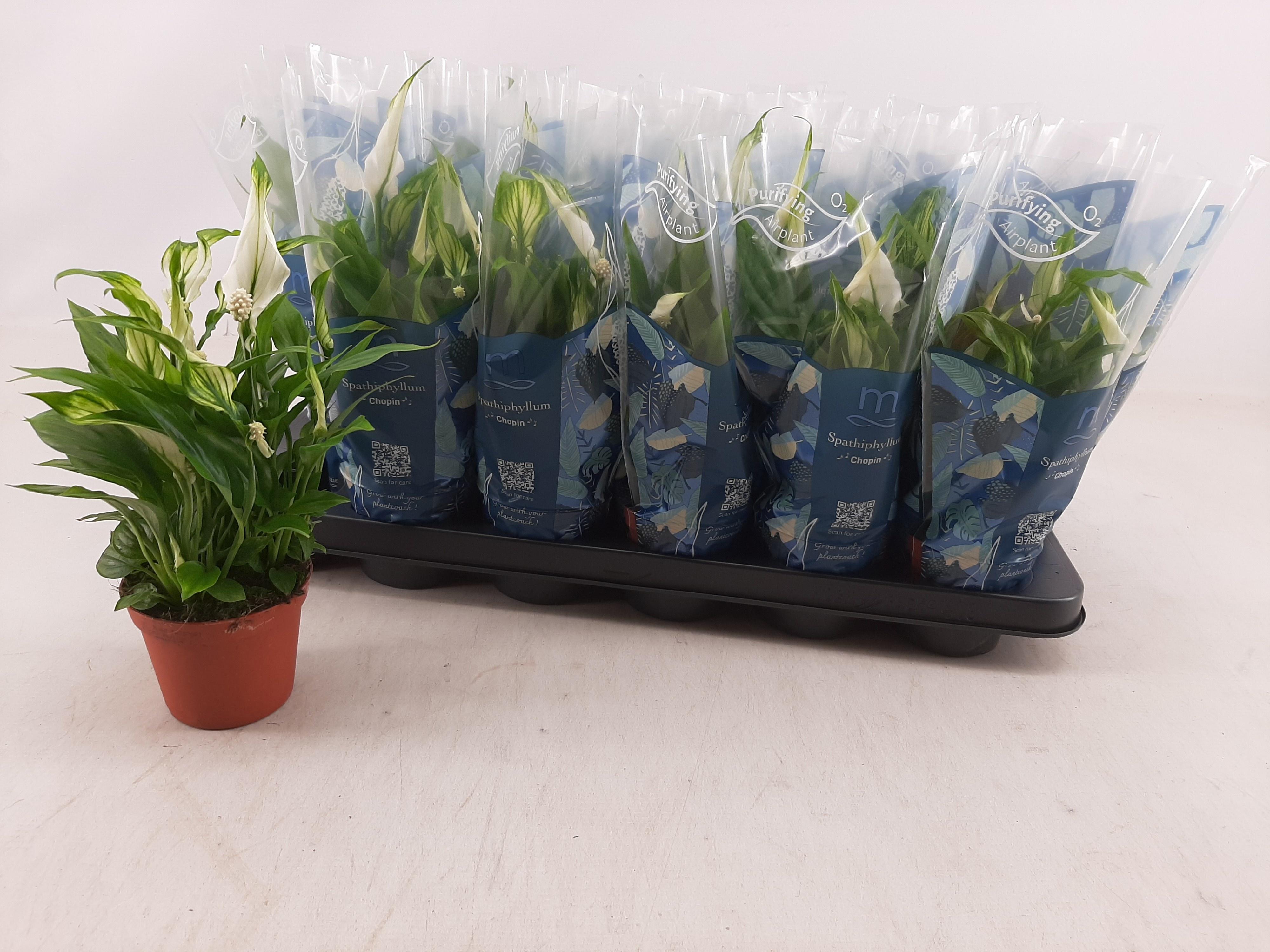 Горшечные цветы и растения оптом Spath Chopin от 18шт (для телеги) из Голландии с доставкой по России