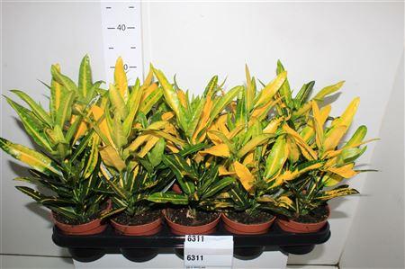 Горшечные цветы и растения оптом Cod Kl Sunny Star от 10шт из Голландии с доставкой по России