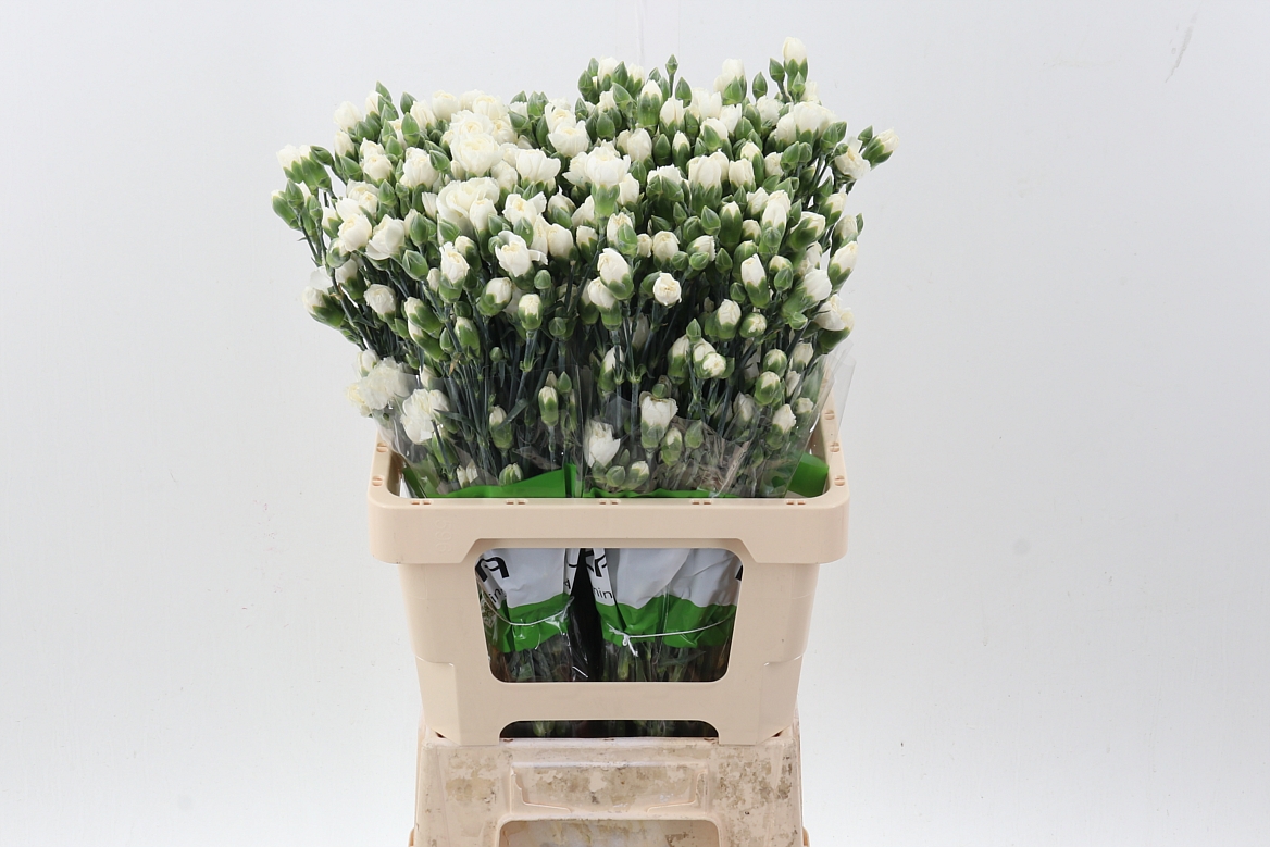 Срезанные цветы оптом Dianthus sp tarifa от 100шт из Голландии с доставкой по России