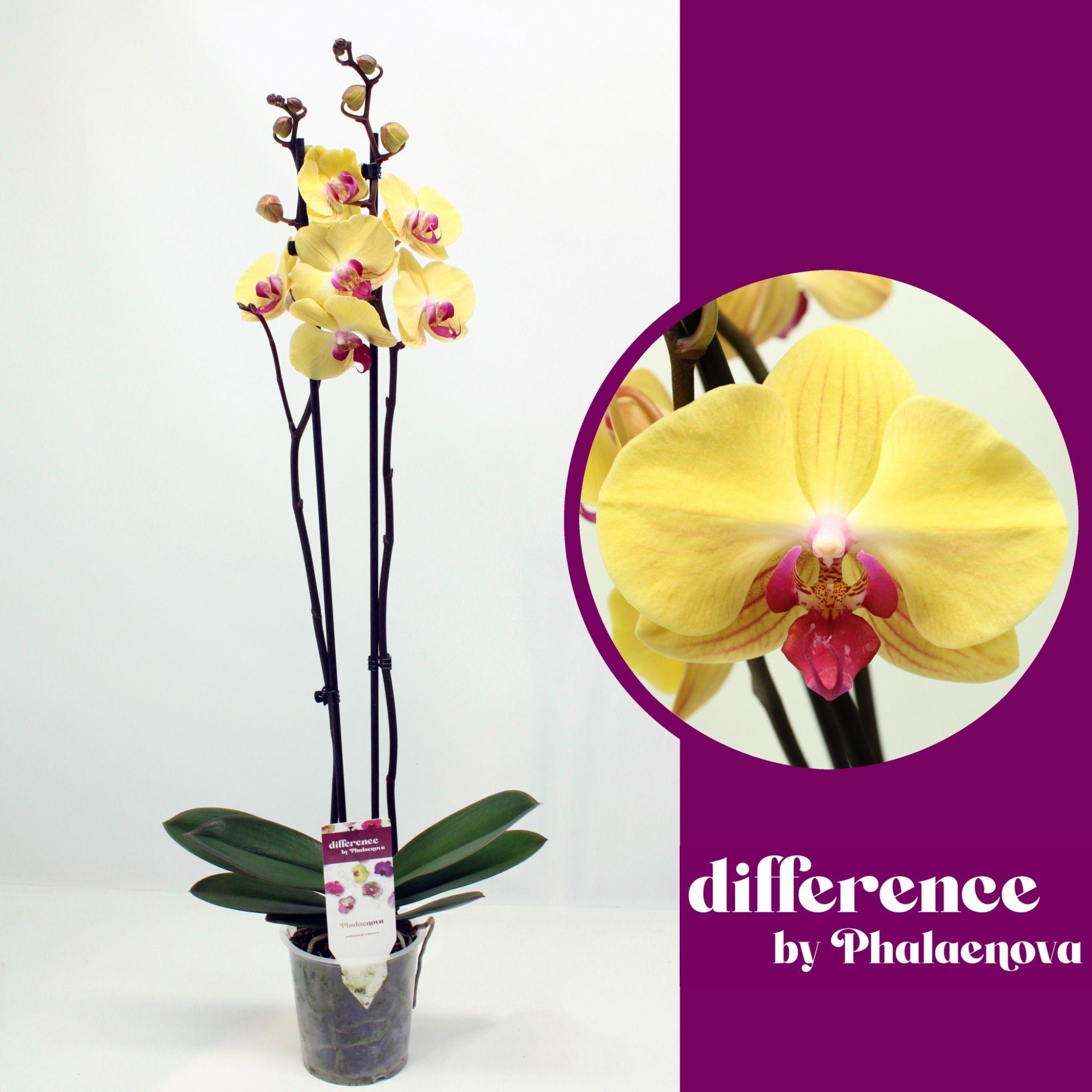 Горшечные цветы и растения оптом Phal 2st Goldion 14+ (phalaenova) от 10шт из Голландии с доставкой по России