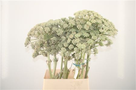 Срезанные цветы оптом Foeniculum vulgare от 10шт. из Голландии с доставкой по России