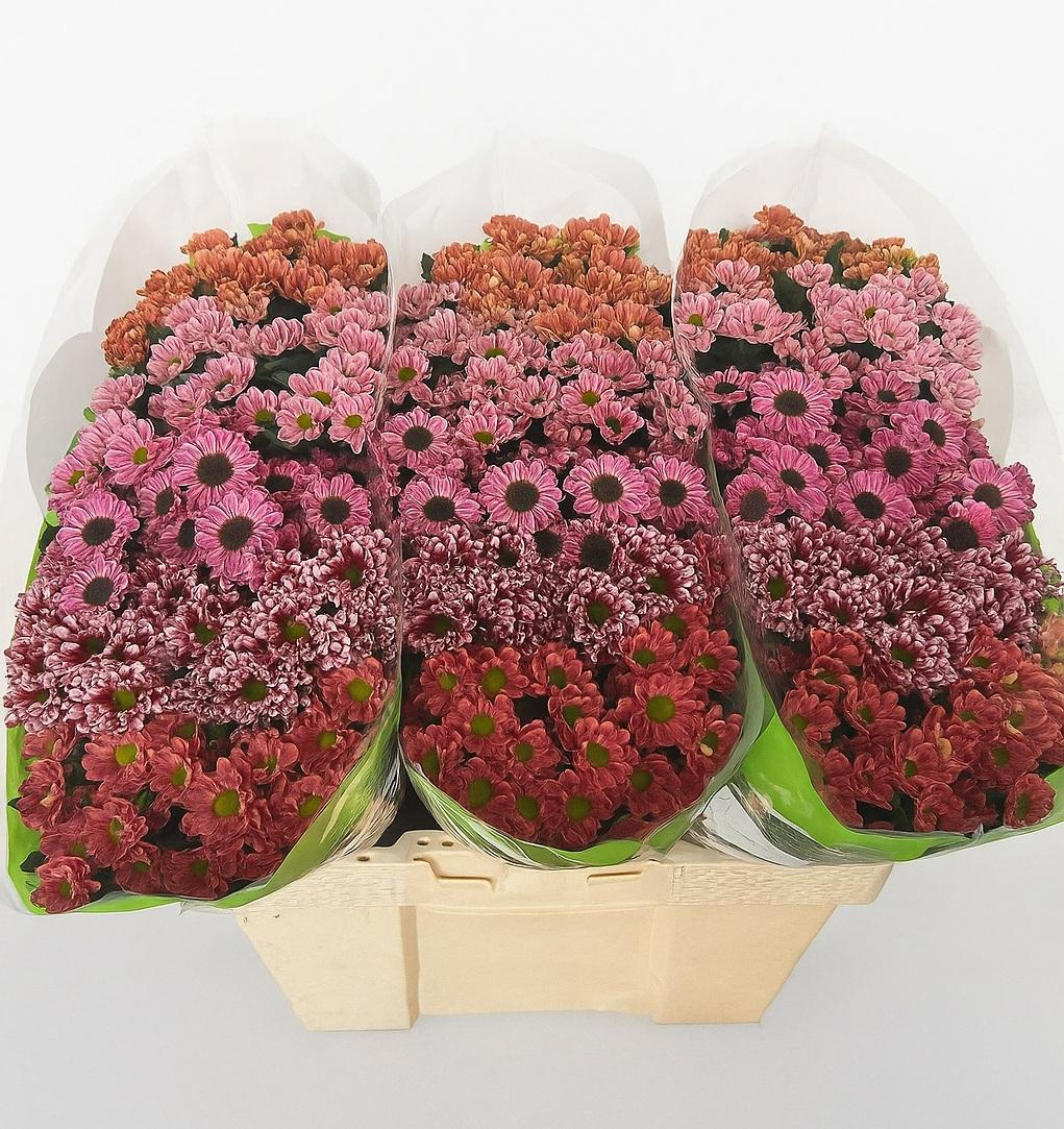 Срезанные цветы оптом Chrys sa mix lumious от 75шт из Голландии с доставкой по России